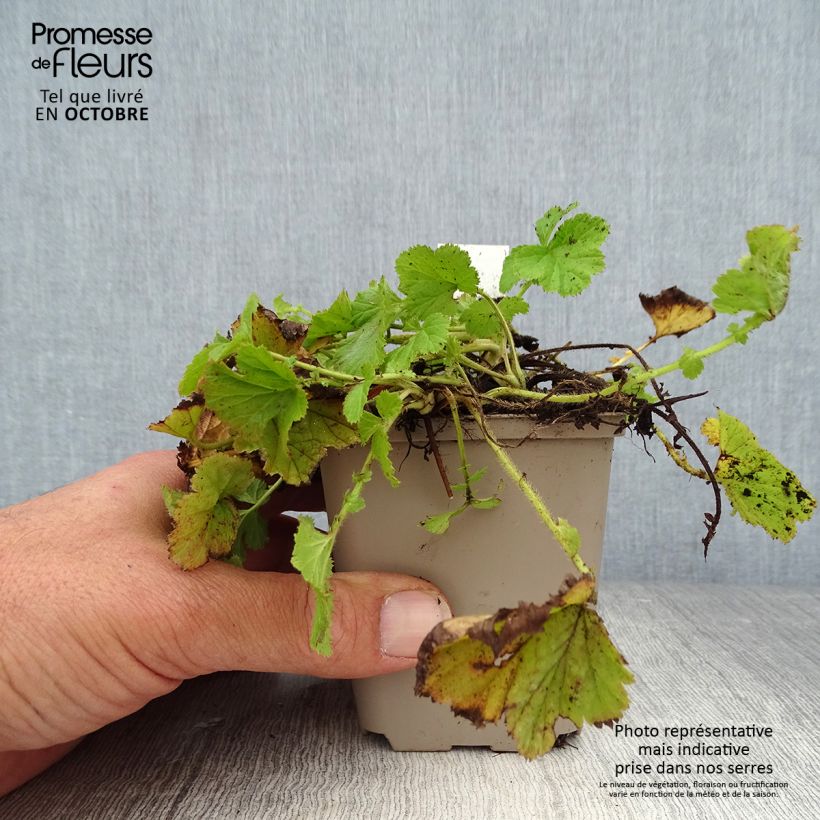 Esemplare di Geum rivale - Cariofillata dei rivi Vasetto da 8/9 cm come consegnato in autunno