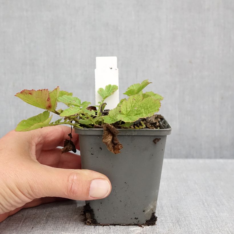 Esemplare di Geum chiloense Dolly North Vasetto da 8/9 cm come consegnato in autunno