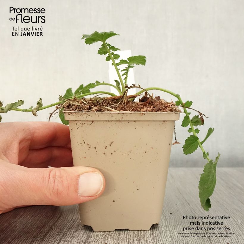 Geum chiloense Dolly North Vasetto da 8/9 cm esemplare consegnato in inverno