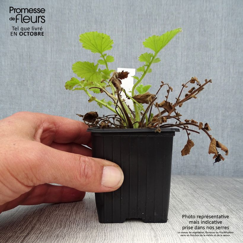 Esemplare di Geum Fire Storm Vasetto da 8/9 cm come consegnato in autunno