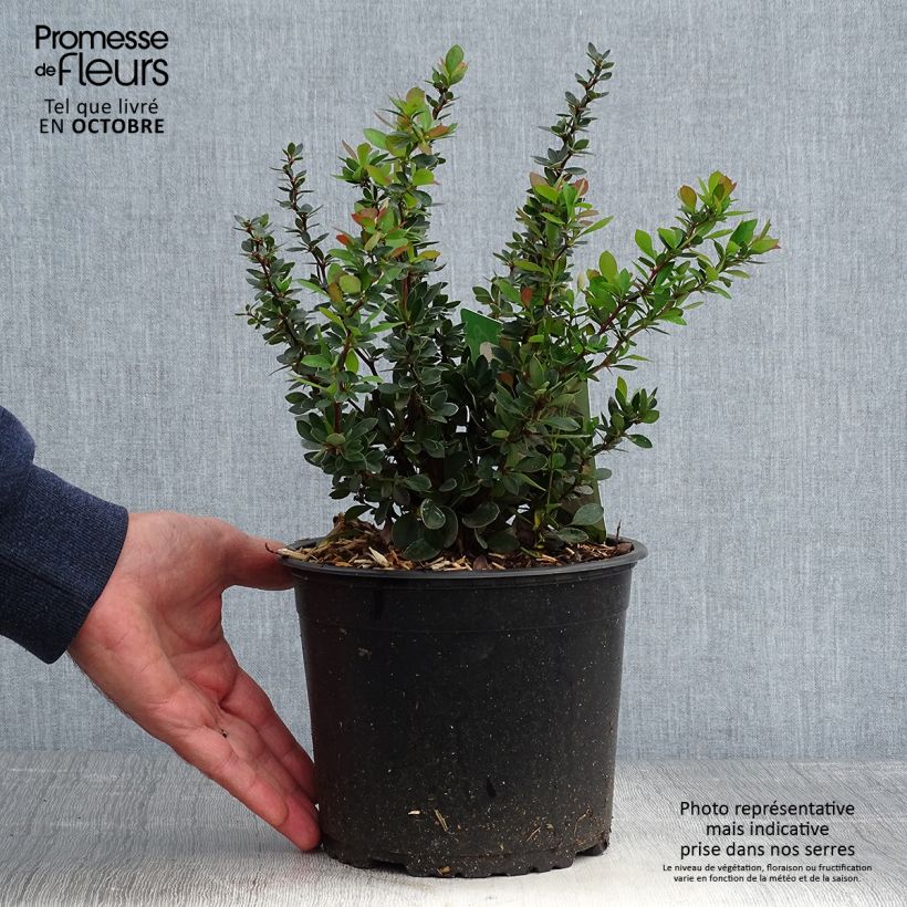 Esemplare di Berberis buxifolia Nana - Calafate Vaso da 3L/4L come consegnato in autunno