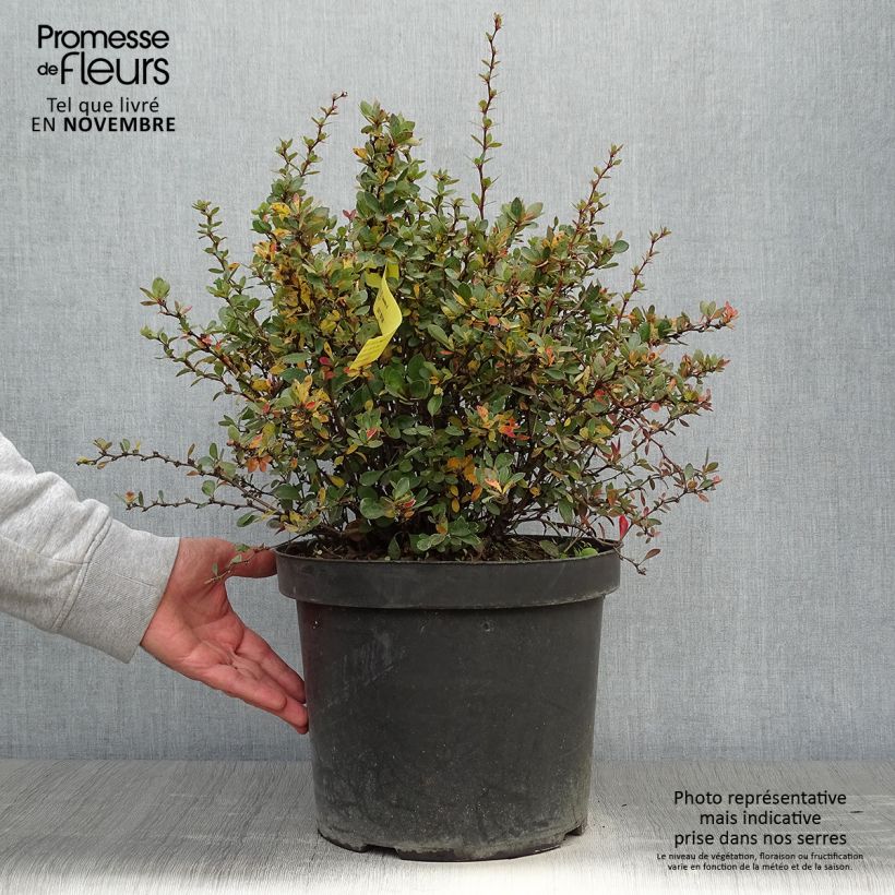 Esemplare di Berberis buxifolia Nana - Calafate Vaso da 7,5L/10L come consegnato in autunno