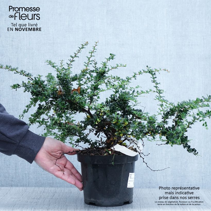 Esemplare di Berberis darwinii Compacta - Crespino di Darwin Vaso da 2L/3L come consegnato in autunno