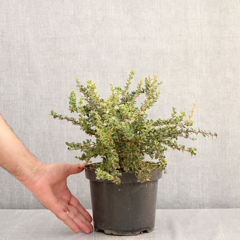 Esemplare di Berberis darwinii Compacta - Crespino di Darwin Vaso da 3L/4L consegnato in estate
