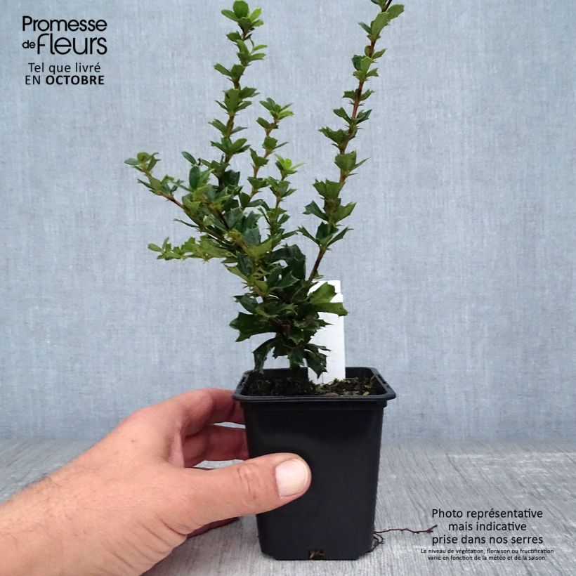 Esemplare di Berberis darwinii - Crespino di Darwin Vasetto da 8/9 cm come consegnato in autunno