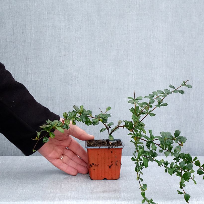 Berberis darwinii - Crespino di Darwin Vasetto da 8/9 cm esemplare consegnato in inverno
