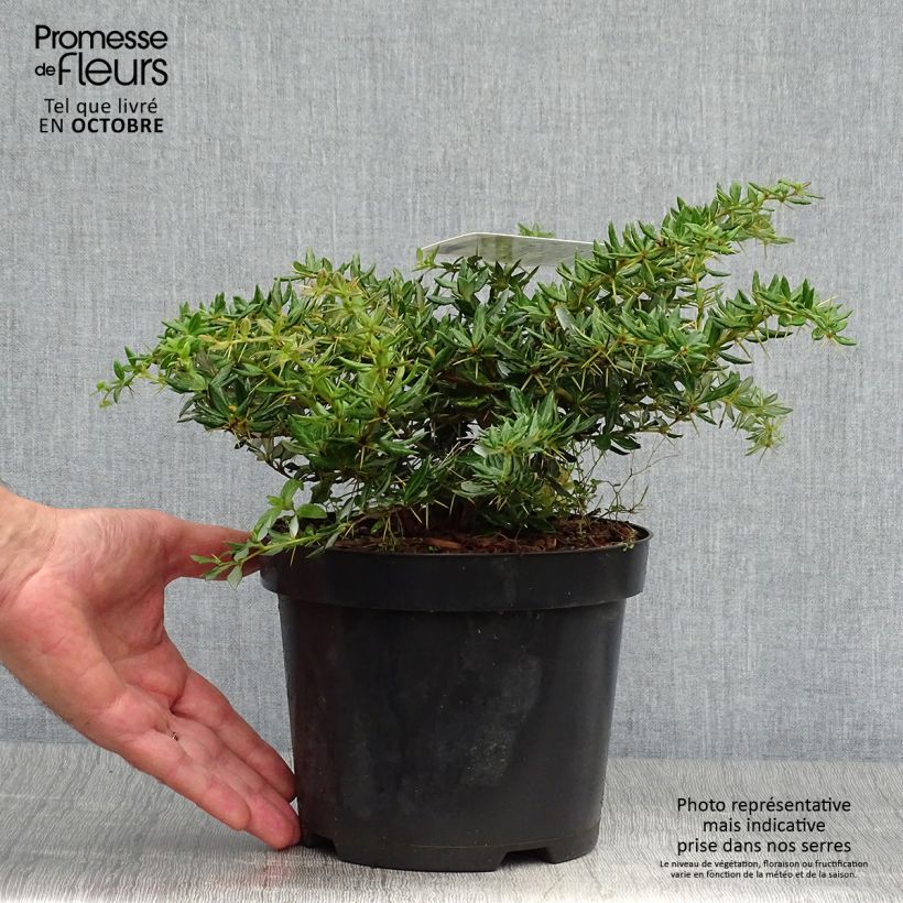 Esemplare di Berberis frikartii Amstelveen - Crespino Vaso da 2L/3L come consegnato in autunno