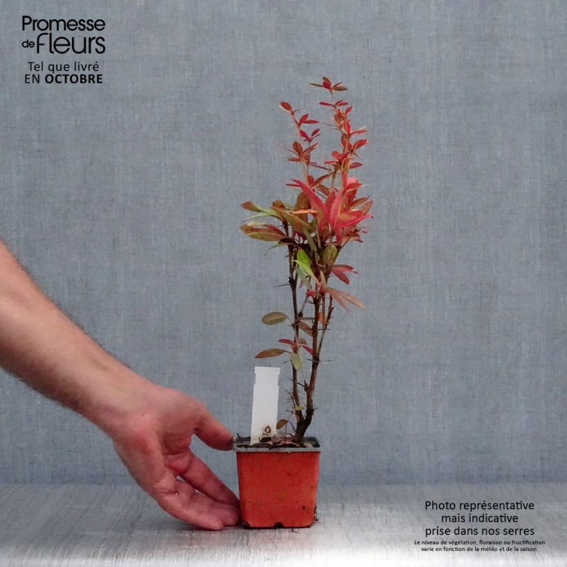 Esemplare di Berberis julianae - Crespino di Giuliana Vasetto da 8/9 cm come consegnato in autunno