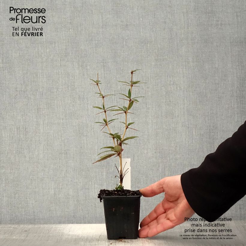 Berberis julianae - Crespino di Giuliana Vasetto da 8/9 cm esemplare consegnato in inverno