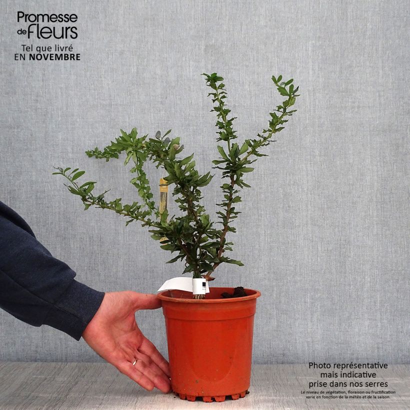 Esemplare di Berberis lologensis Apricot Queen - Crespino Vaso da 2L/3L come consegnato in autunno