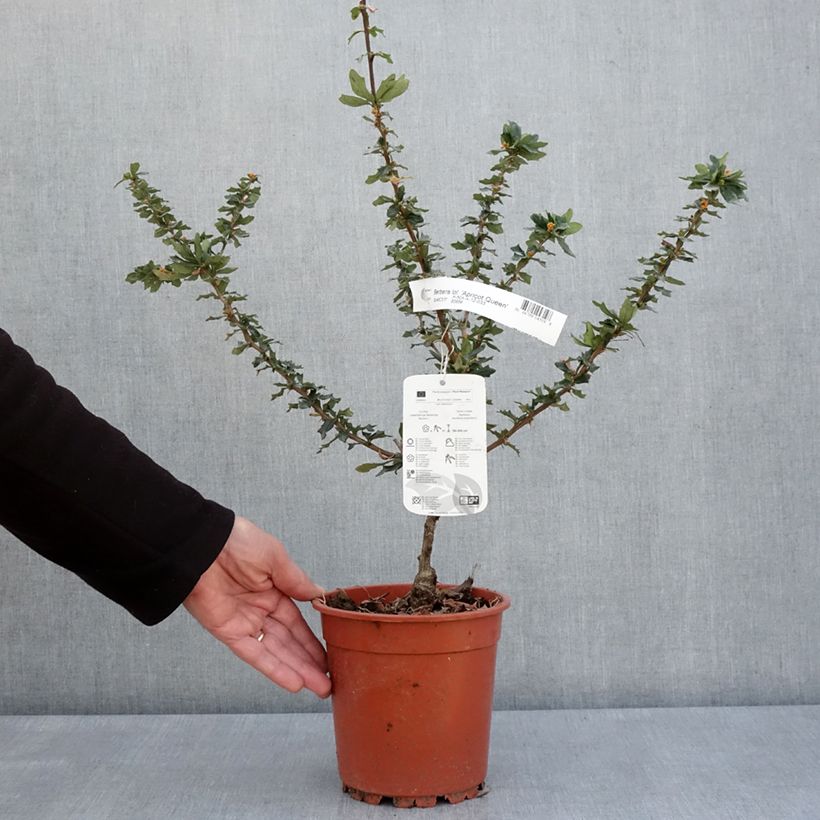 Berberis lologensis Apricot Queen - Crespino Vaso da 2L/3L esemplare consegnato in primavera