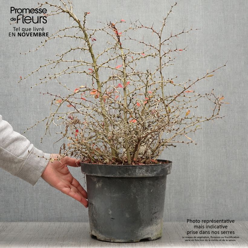 Esemplare di Berberis media Dual Jewel - Crespino Vaso da 7,5L/10L come consegnato in autunno