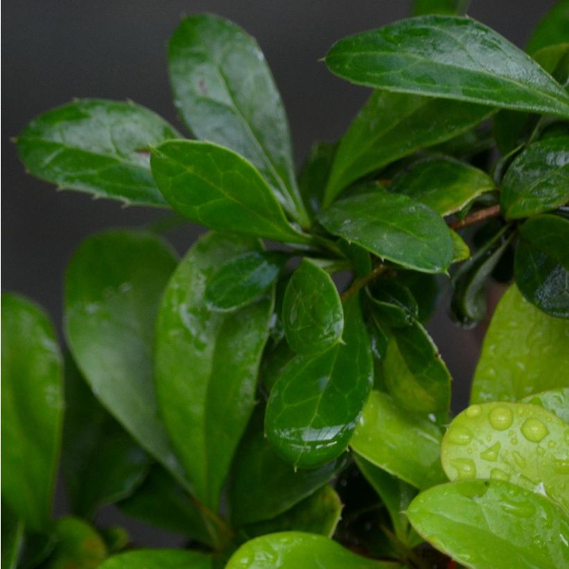 Berberis media Red Jewel - Crespino (Fogliame)