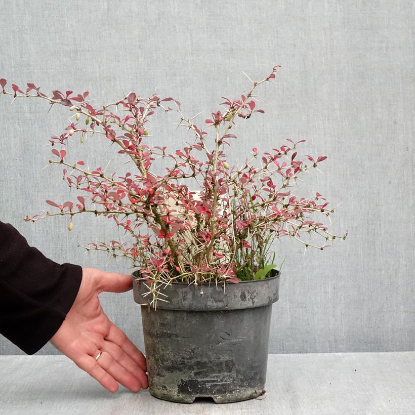 Esemplare di Berberis media Red Jewel - Crespino Vaso da 3L/4L come consegnato in autunno