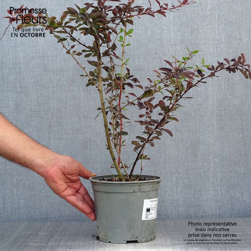 Esemplare di Berberis ottawensis Auricoma - Crespino Vaso da 3L/4L come consegnato in autunno