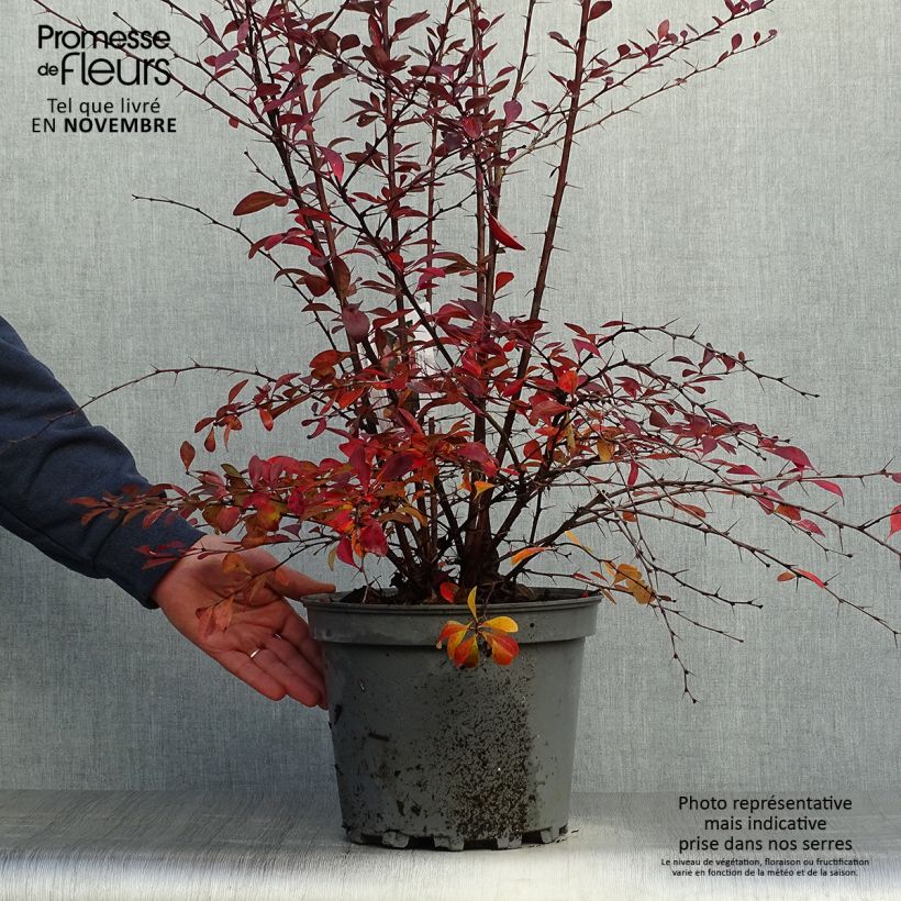 Esemplare di Berberis ottawensis Auricoma - Crespino Vaso da 7,5L/10L come consegnato in autunno