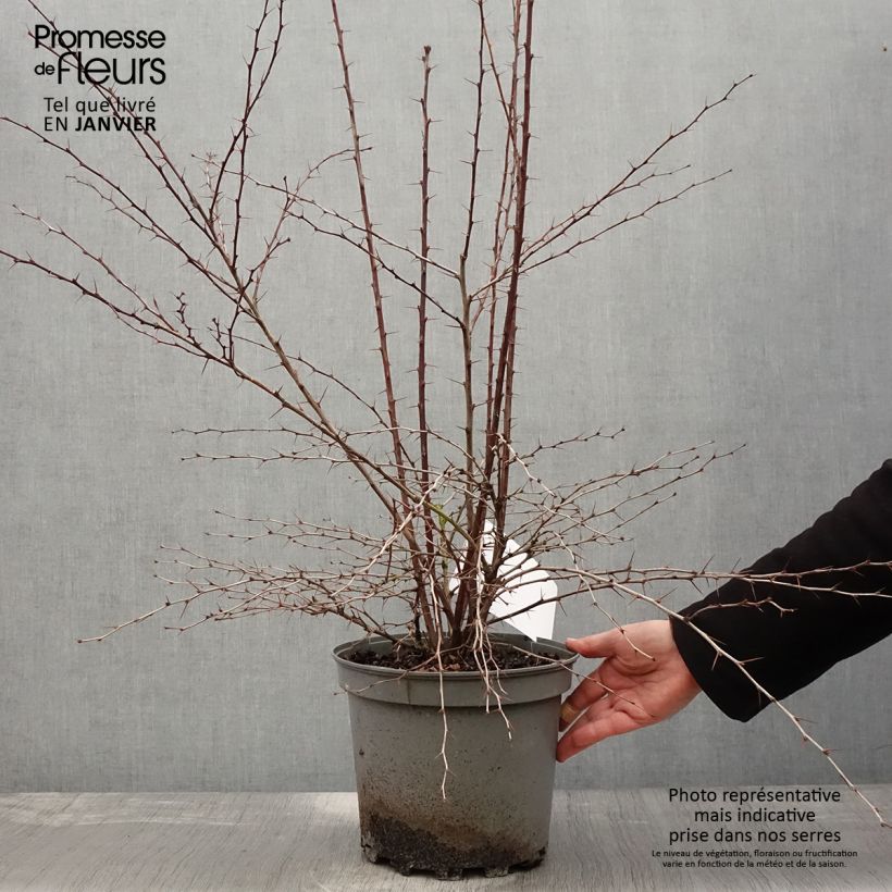 Berberis ottawensis Auricoma - Crespino Vaso da 7,5L/10L esemplare consegnato in inverno