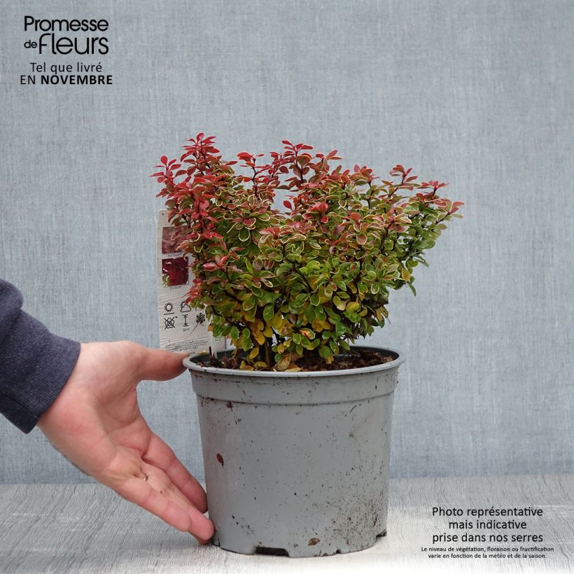 Esemplare di Berberis thunbergii Admiration - Crespino giapponese Vaso da 2L/3L come consegnato in autunno