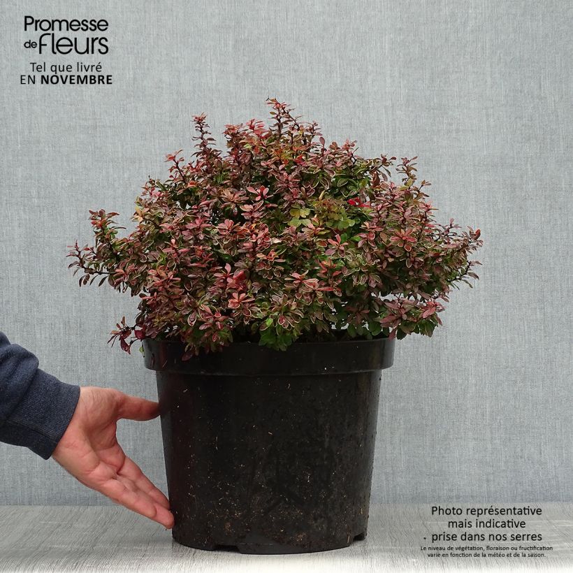 Esemplare di Berberis thunbergii Admiration - Crespino giapponese Vaso da 7,5L/10L come consegnato in autunno