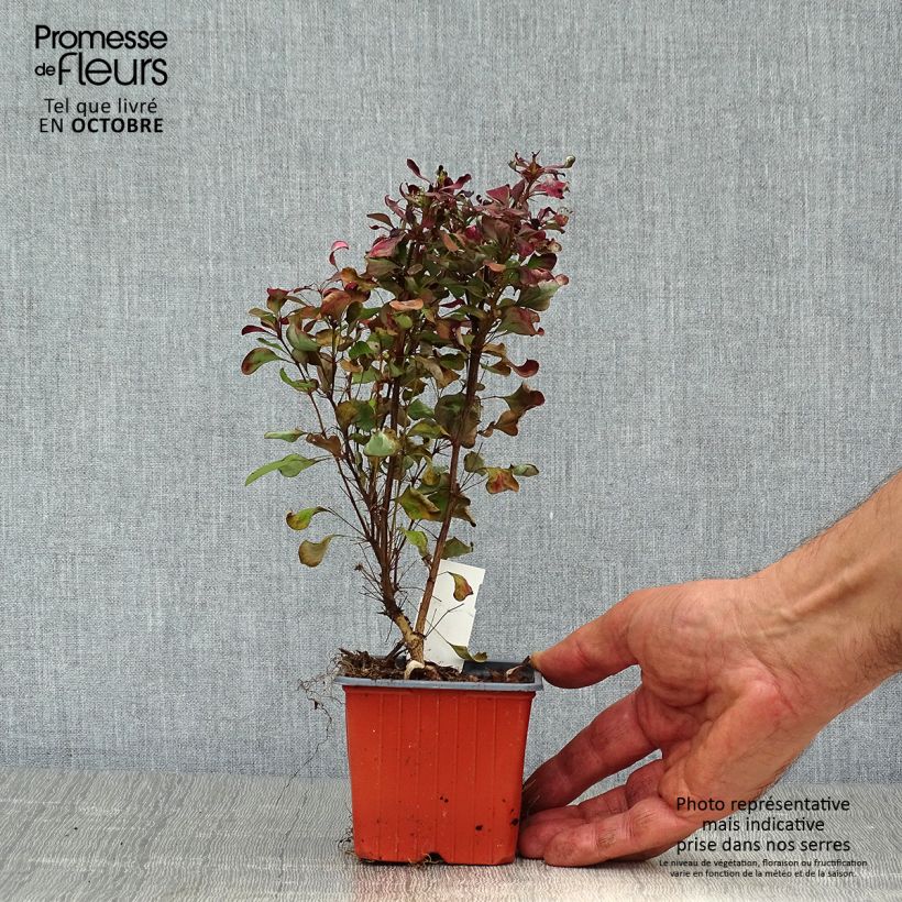 Esemplare di Berberis thunbergii Atropurpurea - Crespino Porpora Giapponese Vasetto da 8/9 cm come consegnato in autunno