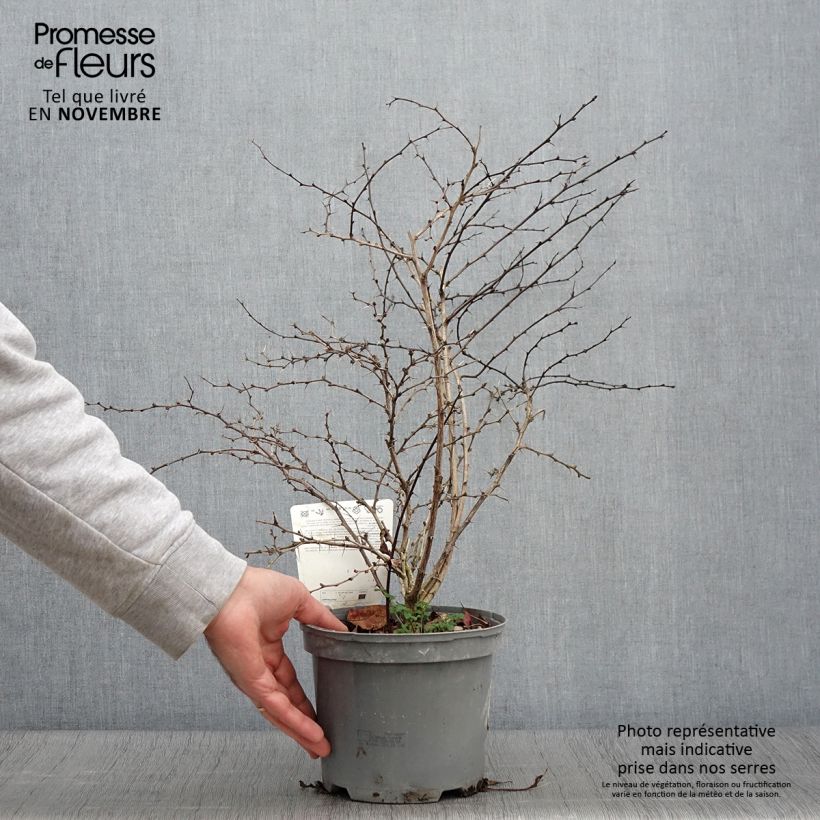 Esemplare di Berberis thunbergii Atropurpurea - Crespino Porpora Giapponese Vaso da 2L/3L come consegnato in autunno
