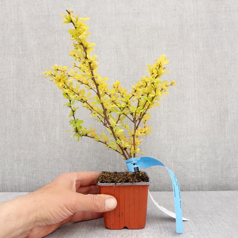 Berberis thunbergii Aurea - Crespino giapponese Vasetto da 8/9 cm esemplare consegnato in primavera