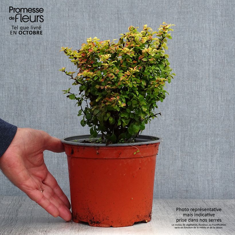 Esemplare di Berberis thunbergii Bonanza Gold - Crespino giapponese Vaso da 2L/3L come consegnato in autunno