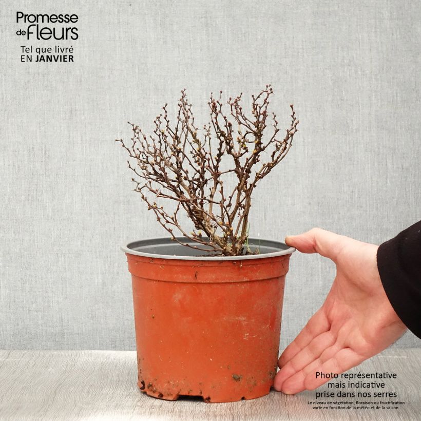 Berberis thunbergii Bonanza Gold - Crespino giapponese Vaso da 2L/3L esemplare consegnato in inverno