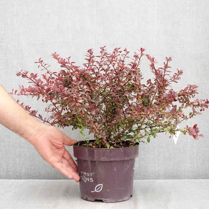 Esemplare di Berberis thunbergii Cabernet - Crespino giapponese Vaso da 3L/4L consegnato in estate