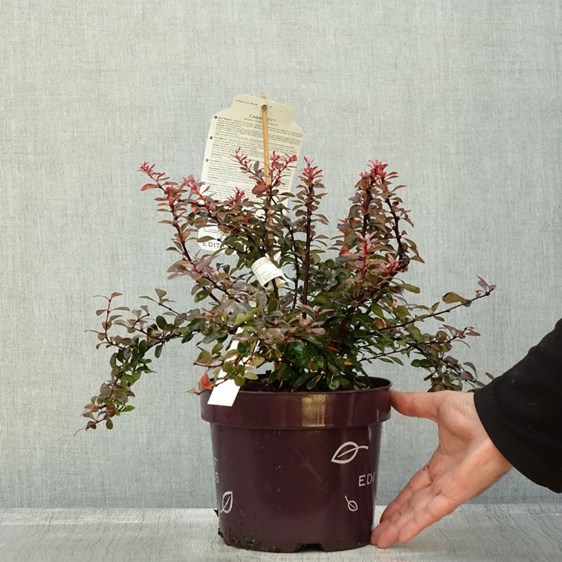 Esemplare di Berberis thunbergii Cabernet - Epine-vinette Vaso da 3L/4L come consegnato in autunno