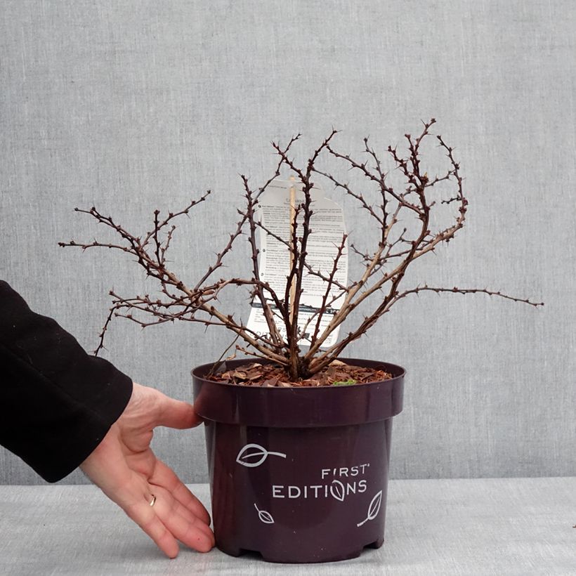 Berberis thunbergii Cabernet - Crespino giapponese Vaso da 3L/4L esemplare consegnato in inverno