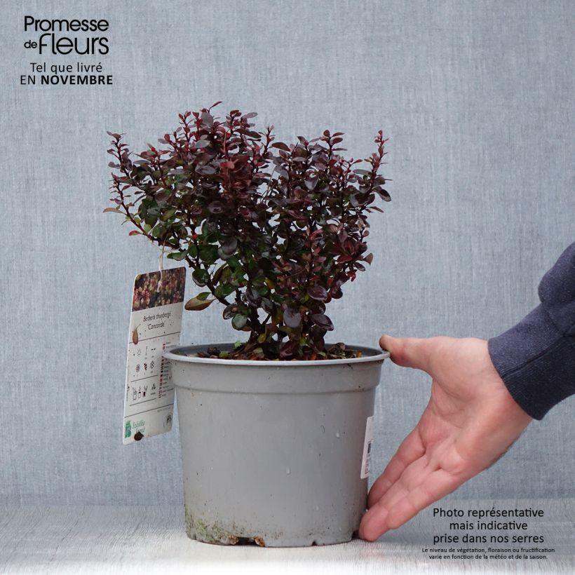 Esemplare di Berberis thunbergii Concorde - Crespino giapponese Vaso da 2L/3L come consegnato in autunno