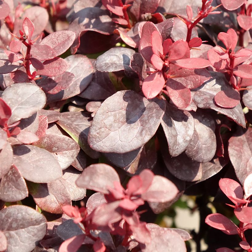 Berberis thunbergii Concorde - Crespino giapponese (Fogliame)