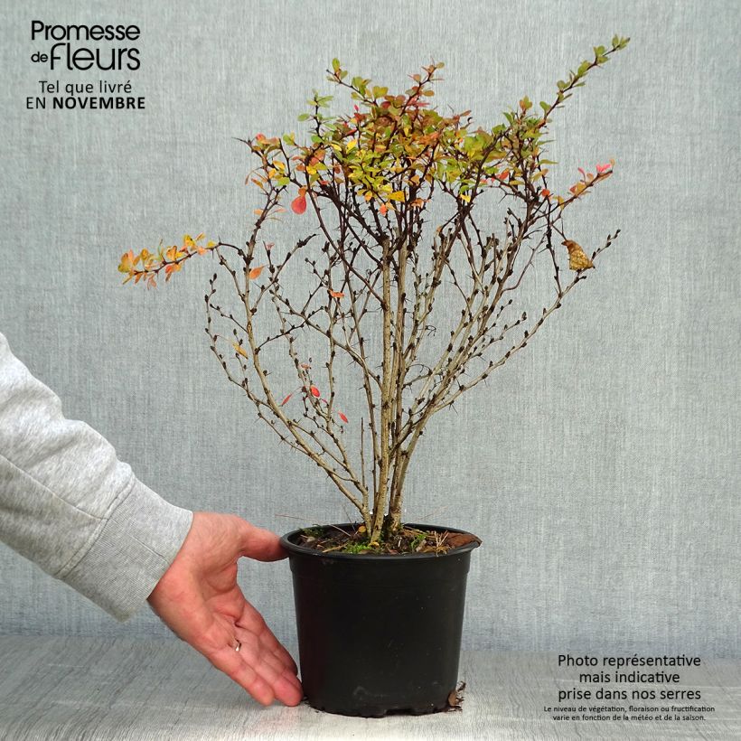 Esemplare di Berberis thunbergii Vaso da 2L/3L come consegnato in autunno