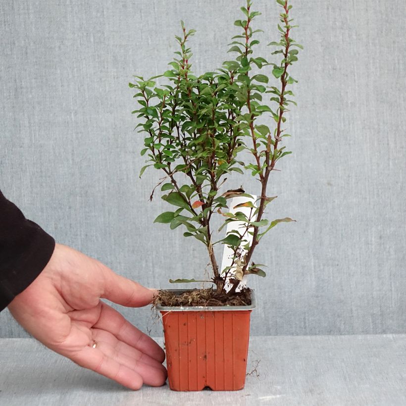 Esemplare di Berberis thunbergii Erecta - Crespino giapponese Vasetto da 8/9 cm come consegnato in autunno