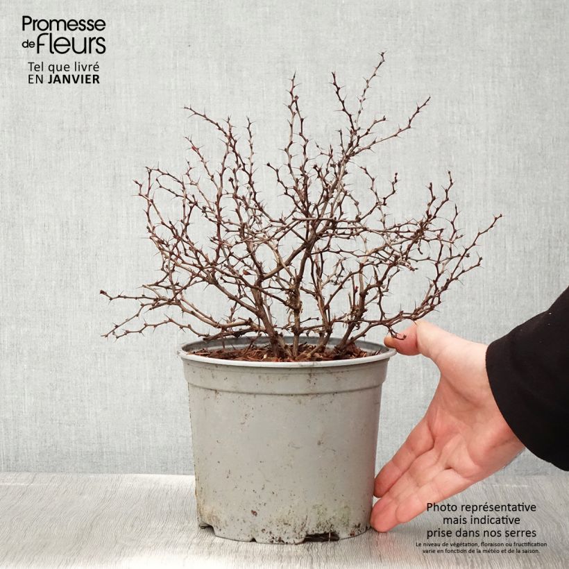 Berberis thunbergii Fireball - Crespino giapponese Vaso da 2L/3L esemplare consegnato in inverno