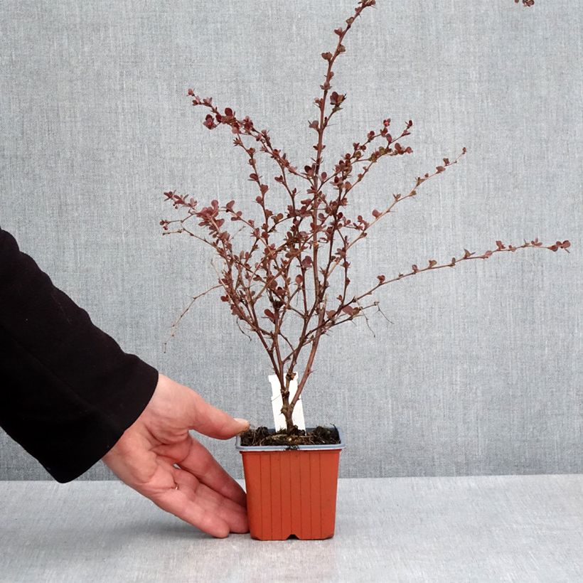Berberis thunbergii Flamingo - Crespino giapponese Vasetto da 8/9 cm esemplare consegnato in primavera