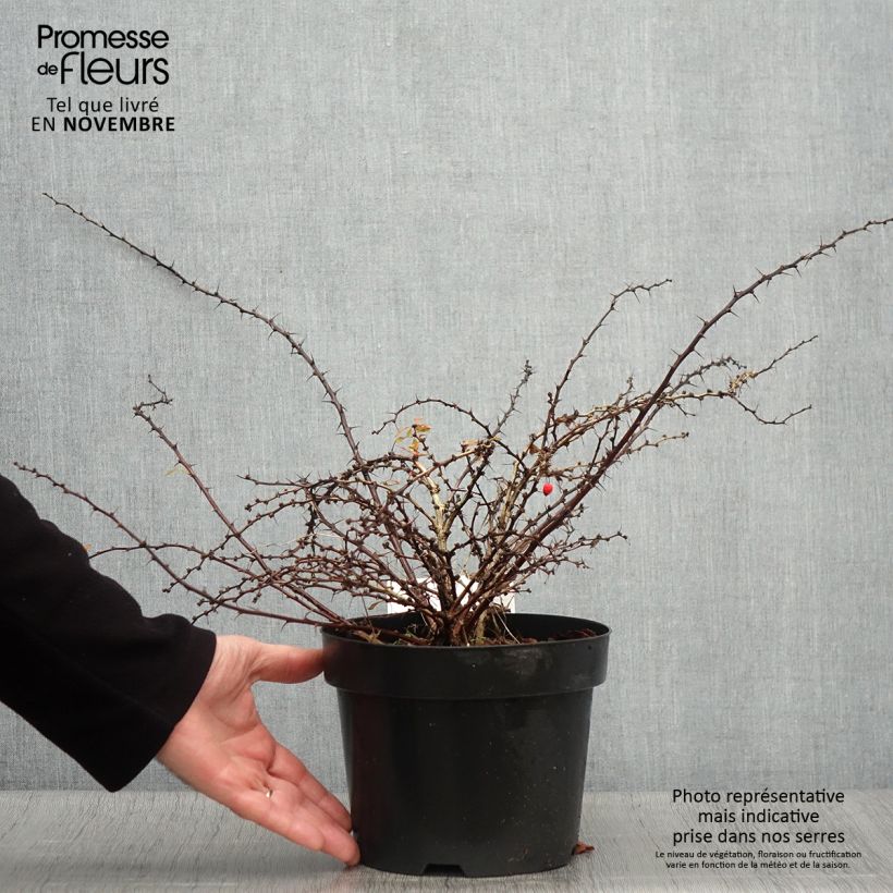 Esemplare di Berberis thunbergii Golden Carpet - Crespino giapponese Vaso da 3L/4L come consegnato in autunno
