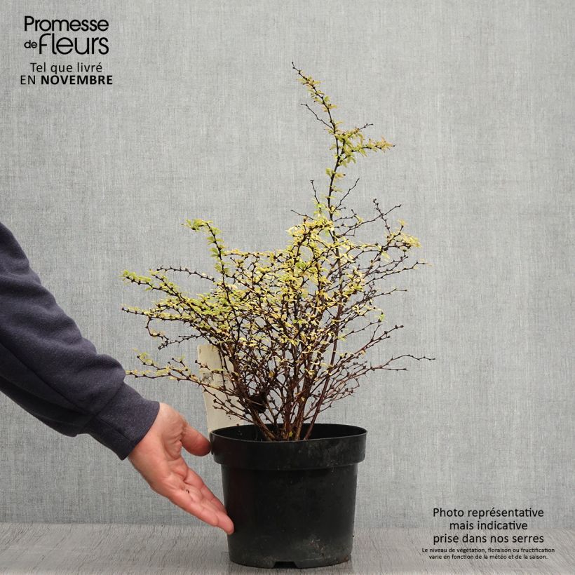 Esemplare di Berberis thunbergii Golden Dream - Crespino giapponese Vaso da 2L/3L come consegnato in autunno