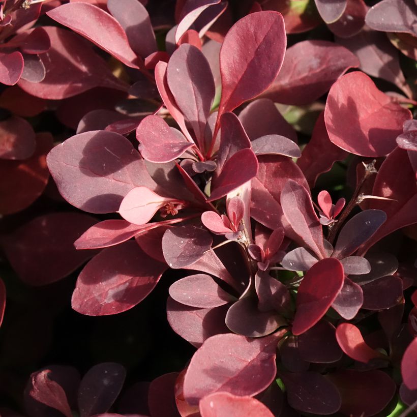 Berberis thunbergii Golden Ring - Crespino giapponese (Fogliame)