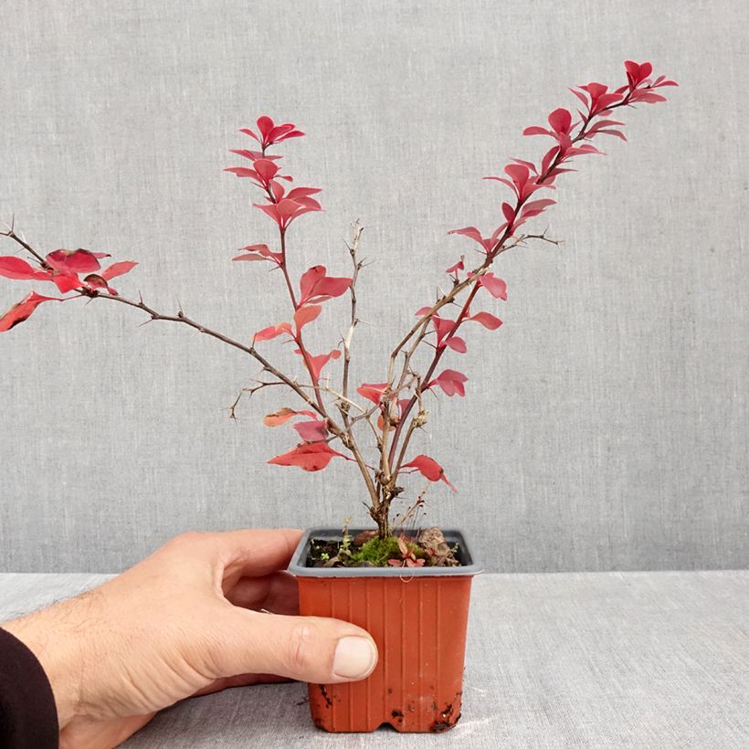 Esemplare di Berberis thunbergii Golden Ring - Crespino giapponese Vasetto da 8/9 cm come consegnato in autunno