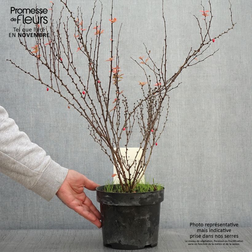 Esemplare di Berberis thunbergii Golden Rocket - Crespino giapponese Vaso da 2L/3L come consegnato in autunno