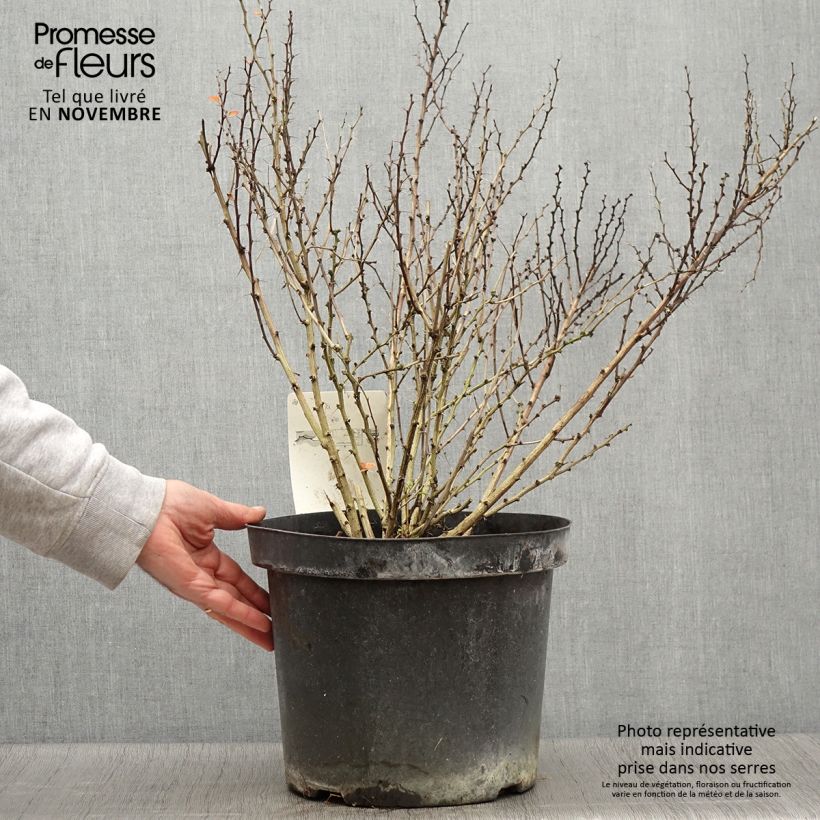 Esemplare di Berberis thunbergii Golden Rocket - Crespino giapponese Vaso da 7,5L/10L come consegnato in autunno