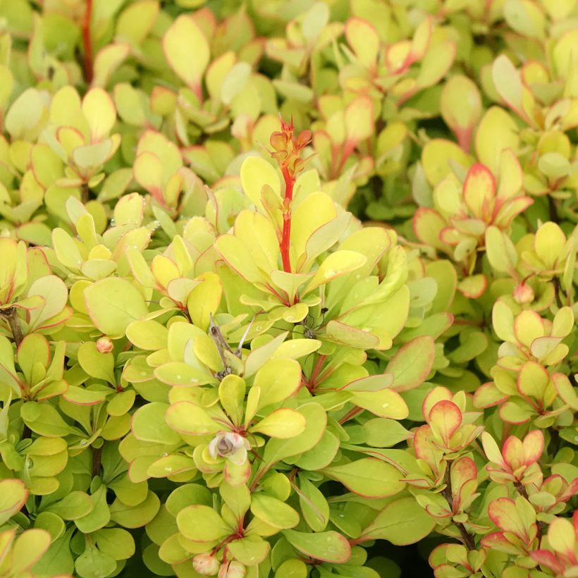 Berberis thunbergii Golden Torch - Crespino giapponese (Fogliame)