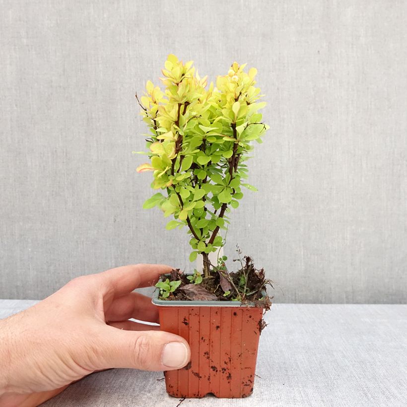 Berberis thunbergii Golden Torch - Crespino giapponese Vasetto da 8/9 cm esemplare consegnato in primavera