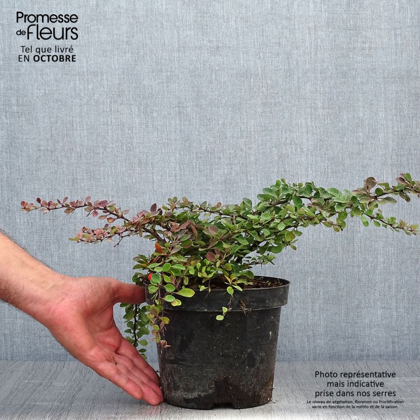 Esemplare di Berberis thunbergii Green Carpet - Crespino giapponese Vaso da 3L/4L come consegnato in autunno