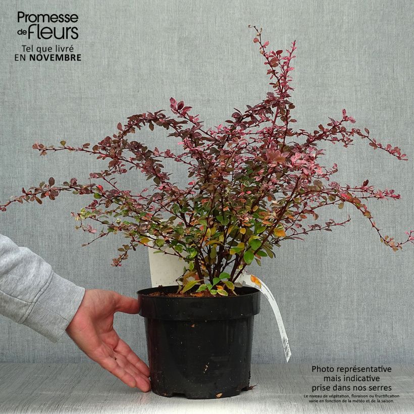 Esemplare di Berberis thunbergii Harlequin - Crespino giapponese Vaso da 2L/3L come consegnato in autunno