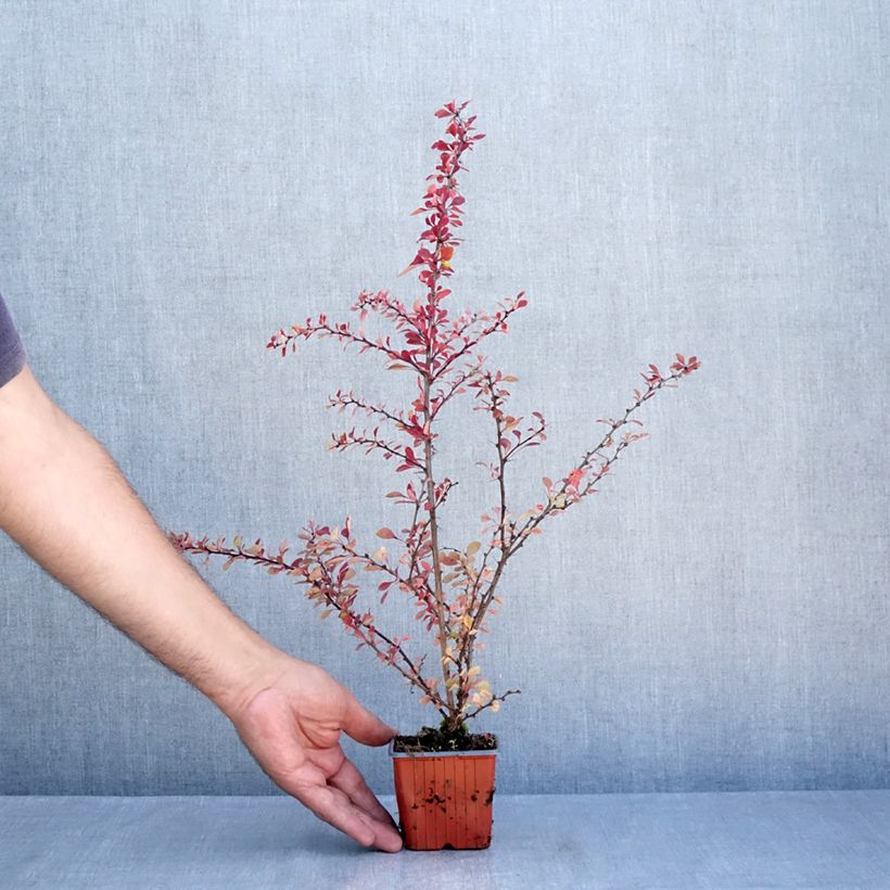 Esemplare di Berberis thunbergii Kelleriis - Crespino giapponese Vasetto da 8/9 cm consegnato in estate