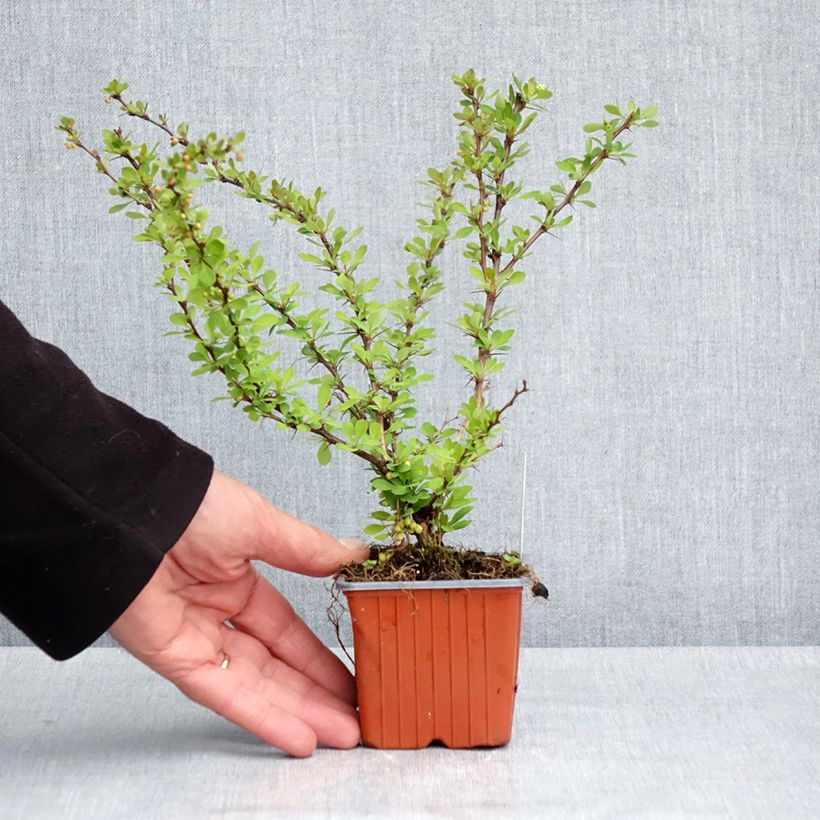 Berberis thunbergii Kelleriis - Crespino giapponese Vasetto da 8/9 cm esemplare consegnato in primavera