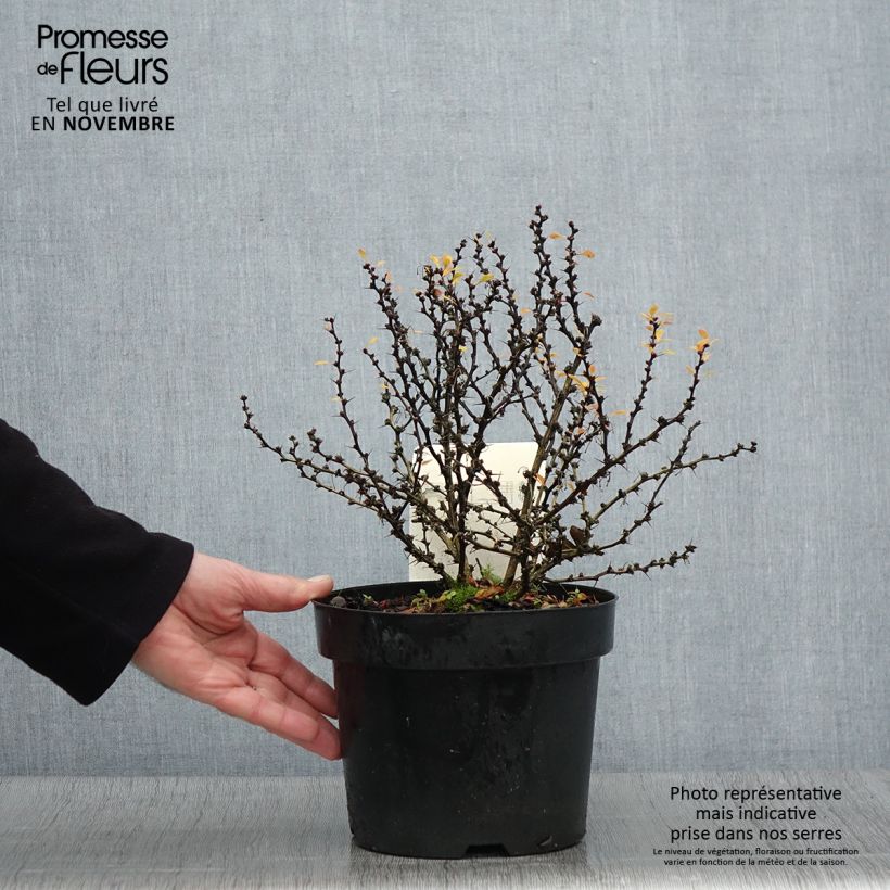 Esemplare di Berberis thunbergii Kobold - Crespino giapponese Vaso da 2L/3L come consegnato in autunno